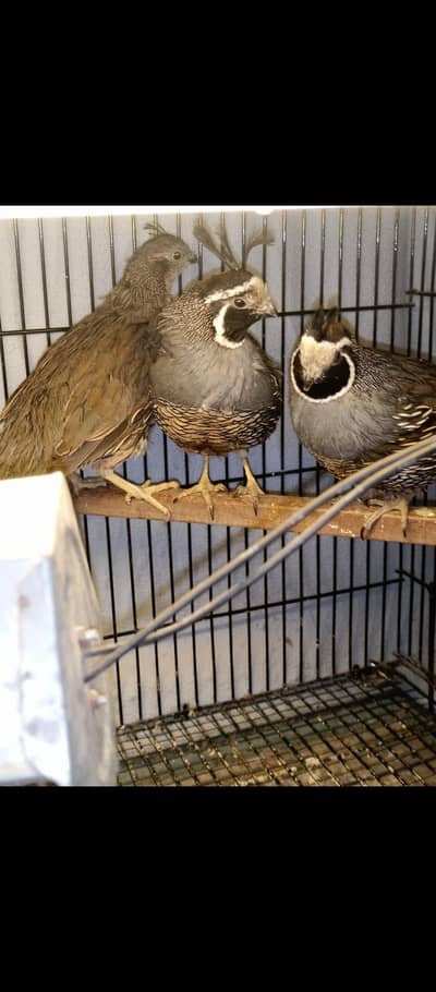 california bobwhite quail