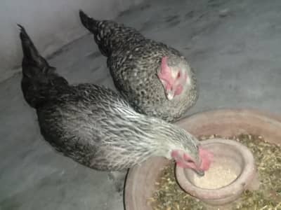 3 Desi hens for sale Ghr ki palli hui hai full active ha