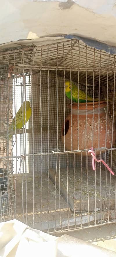 Budgie (Spangle)  Pair For Sale with Cage