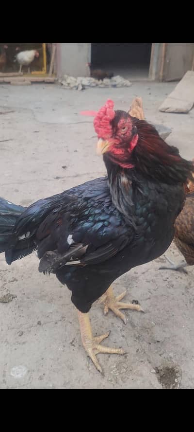 Aseel Breeder Murgha