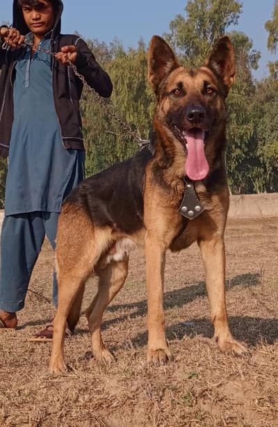 Alsatian bighyari male age 10 month full security guardian for sale