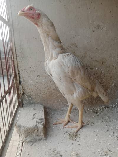 White Herra Aseel Murge