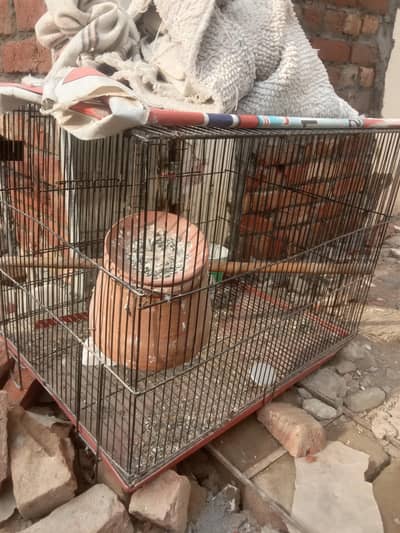 Two lovebird female is blue color and male is white red eyes color