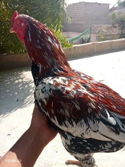 aseel murgah murghi high quality