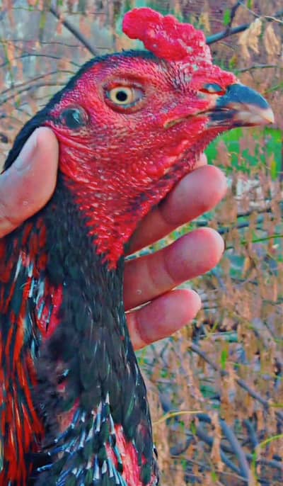 THAI ASEEL,BURMI,VIET, BRAZILIAN,PURE THAI ASEEL