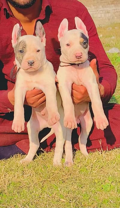 kohati Gultair puppies / Gultair pair / Gultair dog for sale
