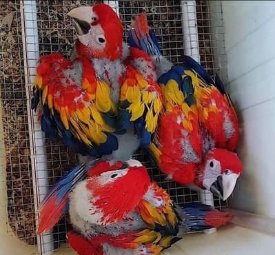 red macaw parrot cheeks for sale 03496826931