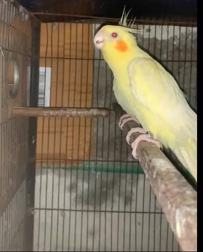 common white breeder pair