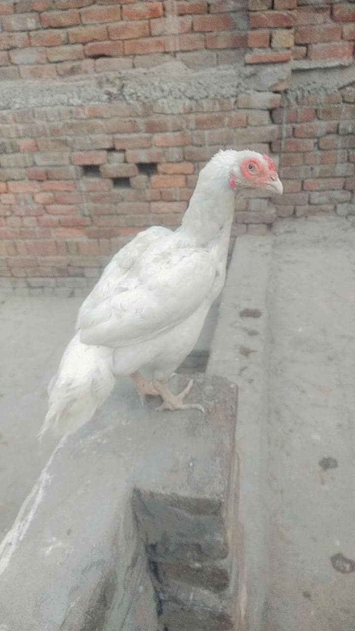 2 Heera breader madia 0