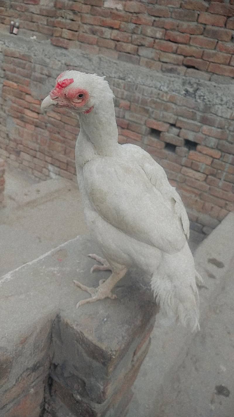 2 Heera breader madia 1