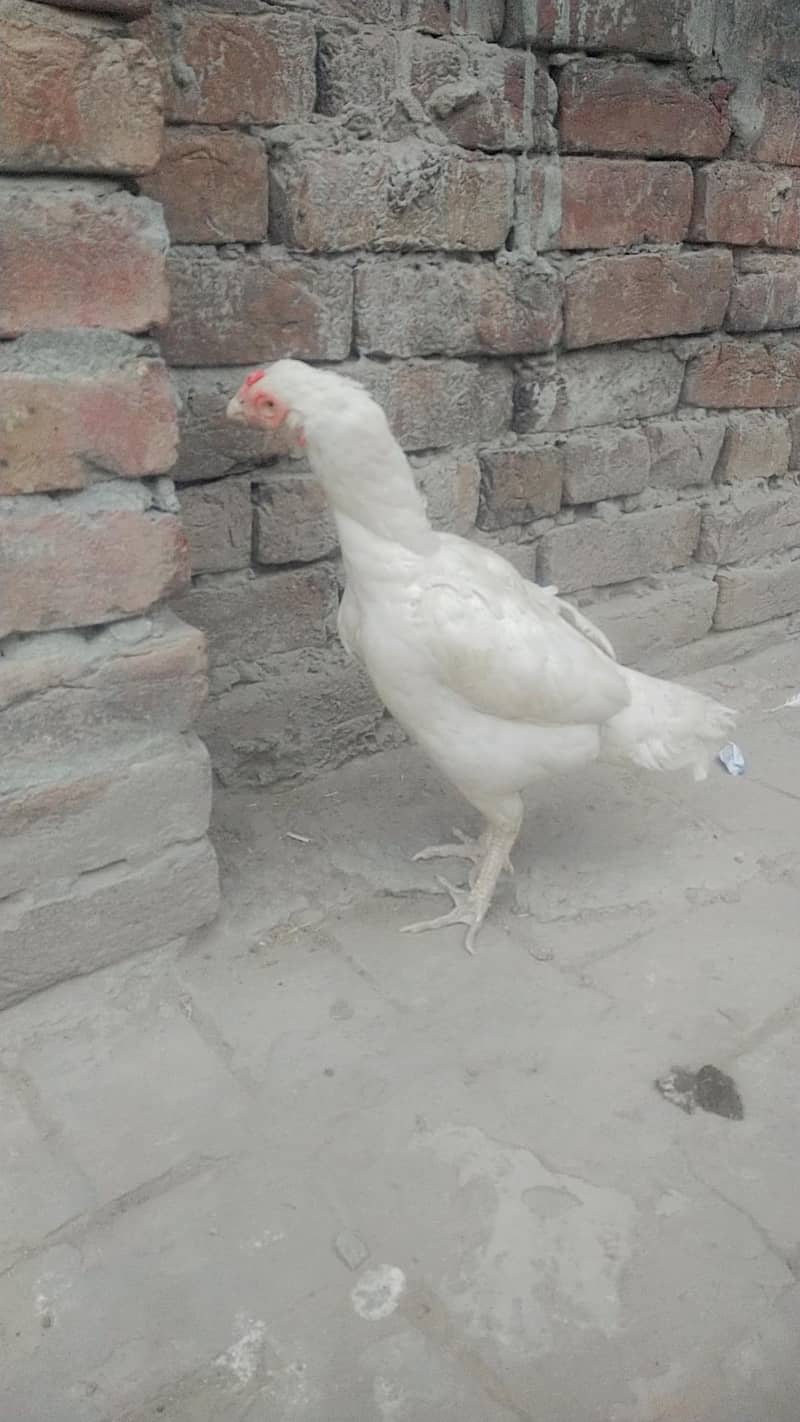 2 Heera breader madia 2