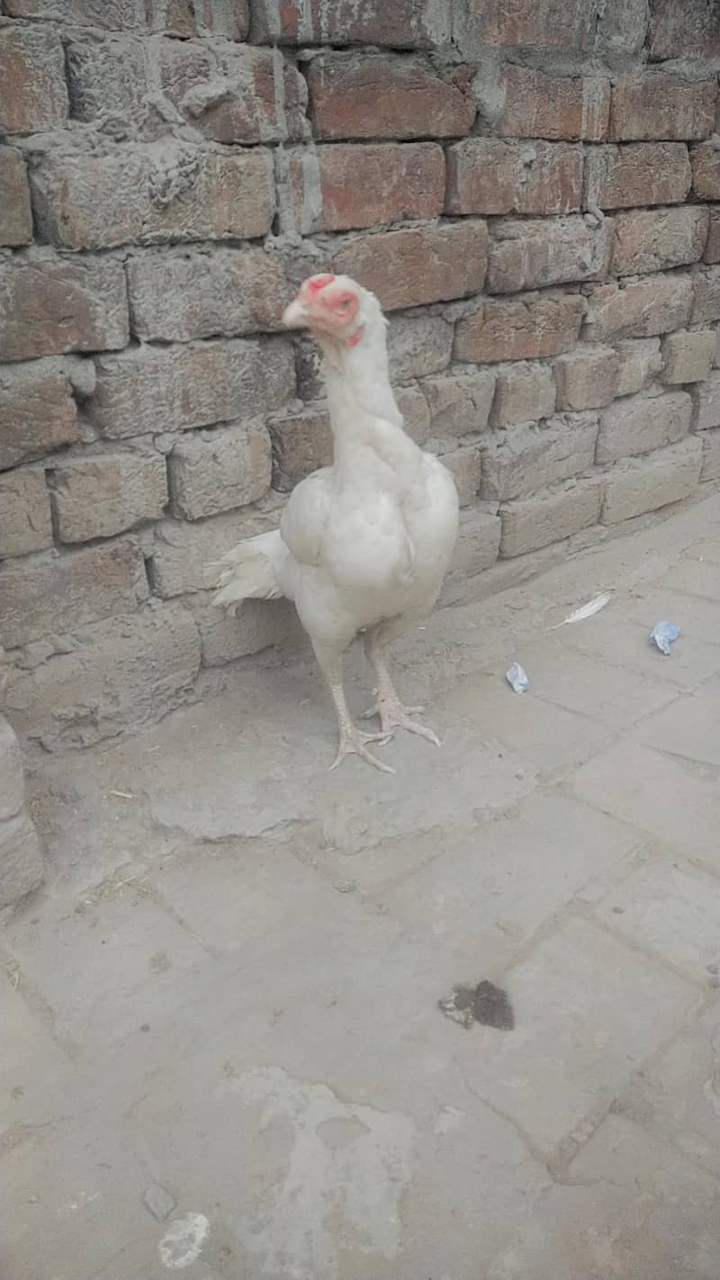 2 Heera breader madia 3