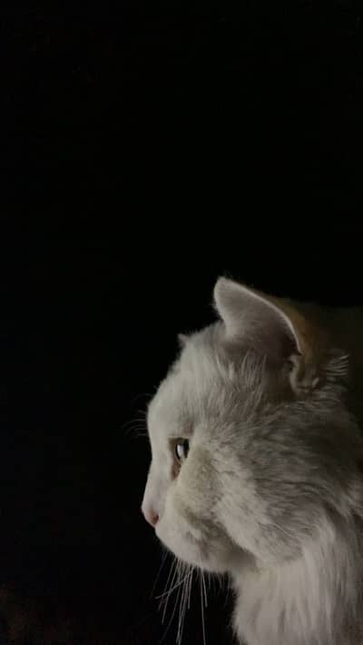 Persian odd eyes male white