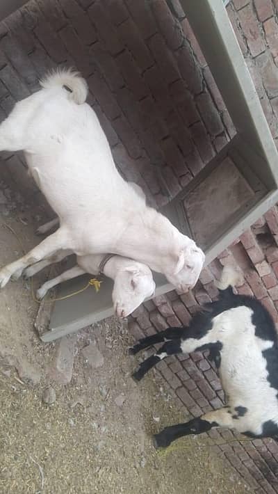 gulabi teddi bakri 1 month crose