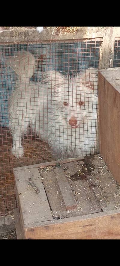 Russian dog zero size