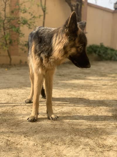 German Shepherd Female