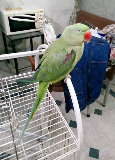 Kashmiri Raw Alexander Talking  for sale