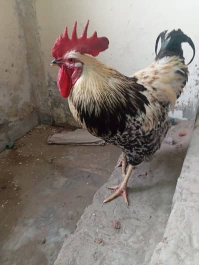 Light Sussex and Aseel Thai mix male