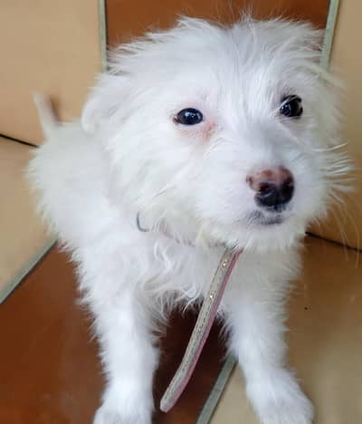 Puppy for Sale, Small dog for sale, small breed dog.