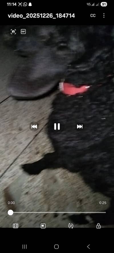 Turkish chakki sheep for sale male femail pair only 65,000