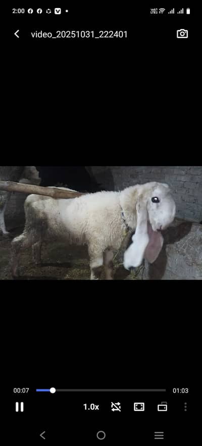 kajla chatra ,Rajanpuri Bakra