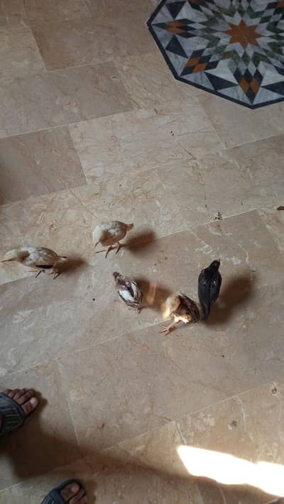 Haseel pair with chicks