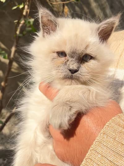 Himalayan male kitten, doll face, cat, Persian cat