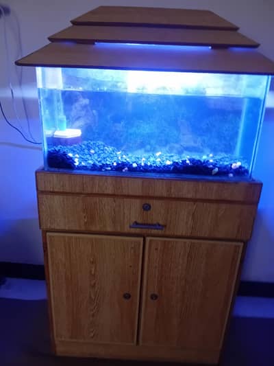 fish Aquarium