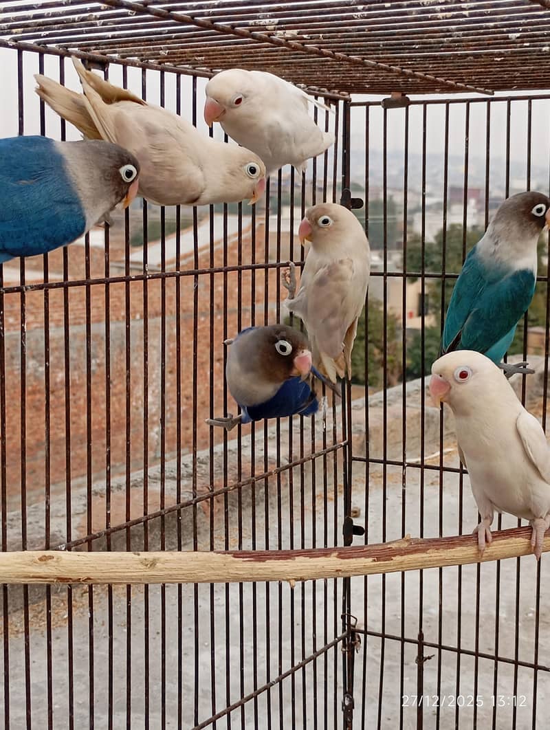 Java male,love bird 1