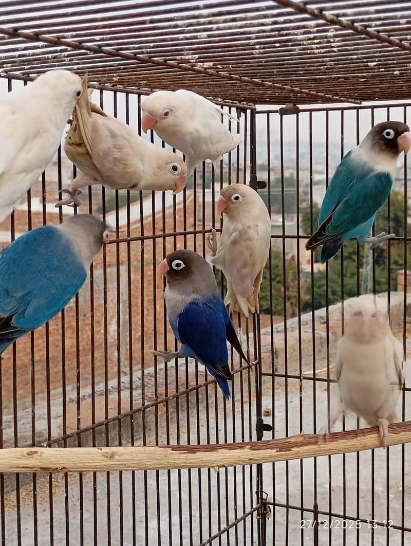 Java male,love bird 3