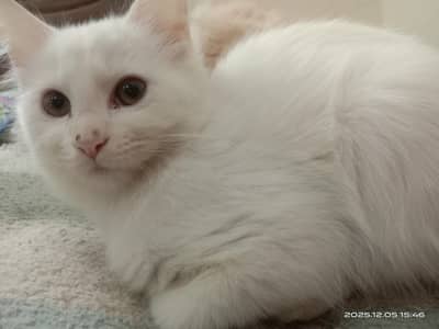 Female kitten for sale