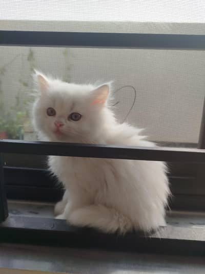 Three White Persian Kittens