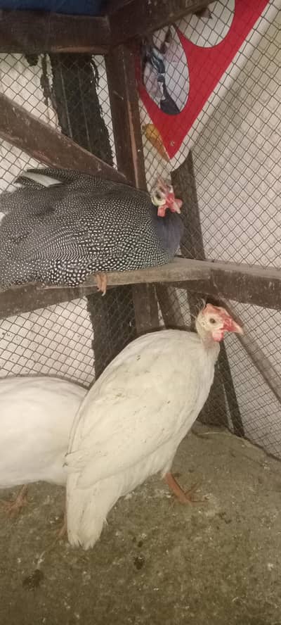 guinea fowl pair
