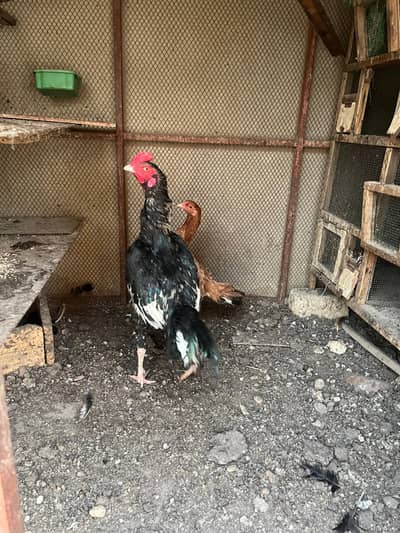 Aseel murghay murgiyan