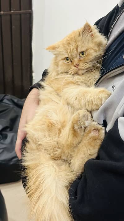 Persian doll face cat