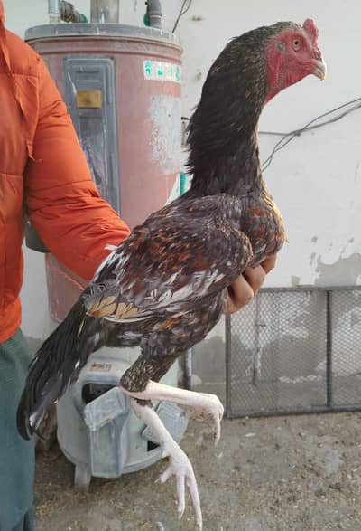 Aseel hight wala band gadi band joor