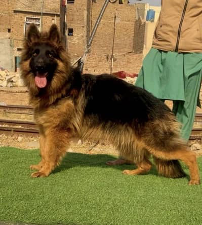 German shepherd proper long coat female 6 month age available