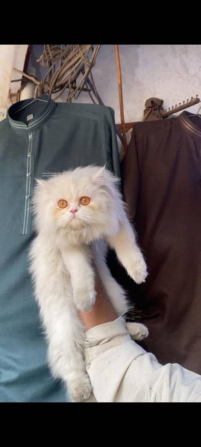 Persian male triple coded