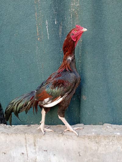 Aseel Murga | Breeder Aseel Murga