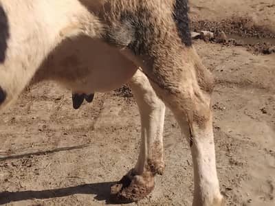 Gersi cow for sell 30 kg milk wali