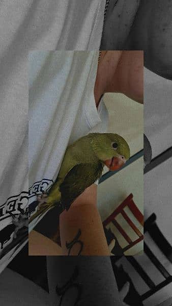 Green ringnek hnd near to self chiks for sale