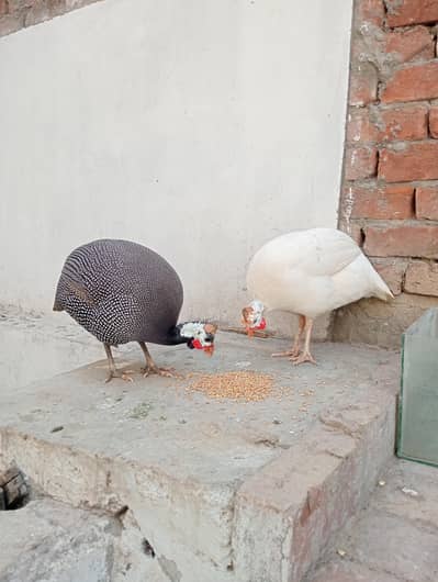 Guinea Fowl ! Cheeni murgii