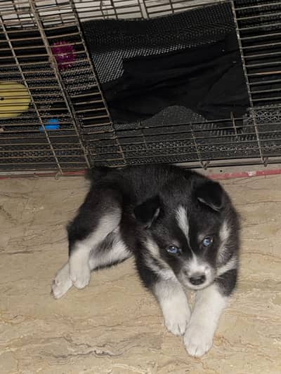 Blue eye husky for sale