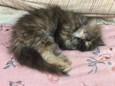 Persian home breed kittens for sell