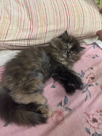 Persian kitten for sell