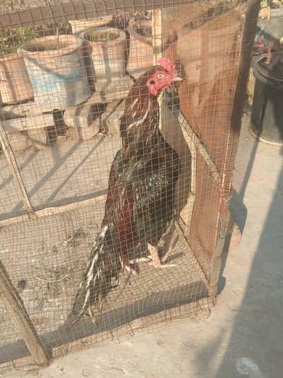 Aseel murga for sale