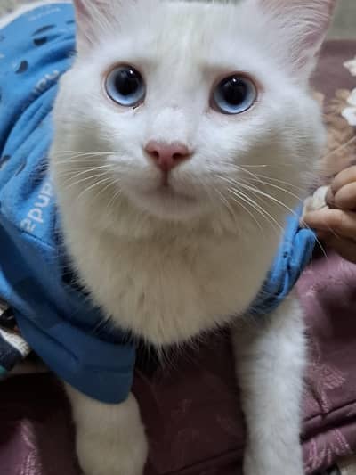 persion cat with babby