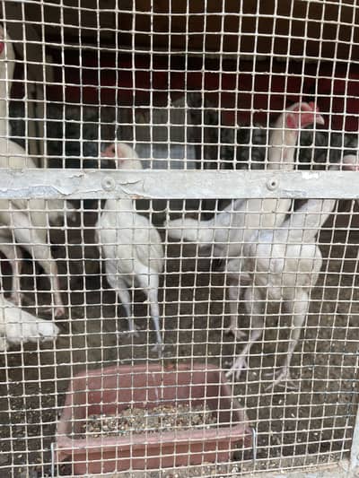 KO Shamo 5 months Male