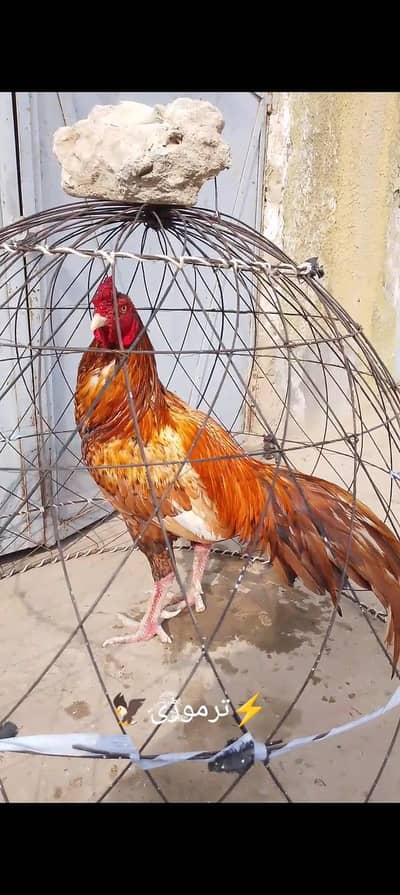 aseel for sale03135432147