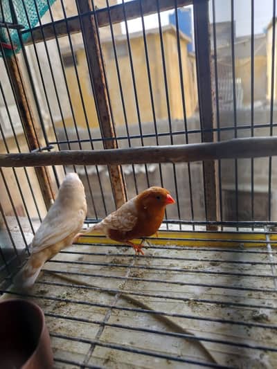 Full orange zebra finch